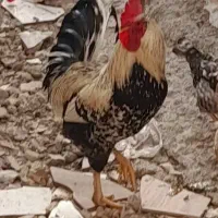حیوانات خونگی