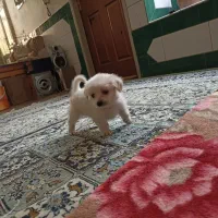سگ سایز صفر