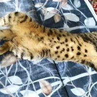 گربه نر برای جفت گیری میخوام