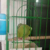 طوطی،مرغ عشق،کوتوله