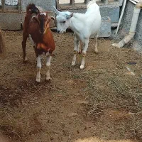 فروش 4 عدد کهره