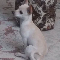 توله سگ