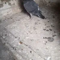 کبوتر‌|پرنده|مشگین شهر, |دیوار