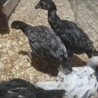 جوجه لاری افغان بایه تار محکم