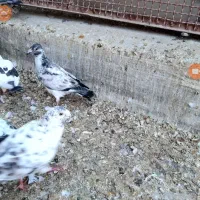 کبوتر نامه بر جوانه گمشده سوسکی