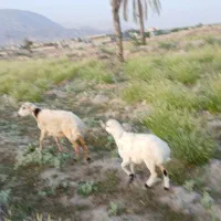 میش وبره