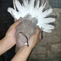 کفتر سرخ دم سفید ماده