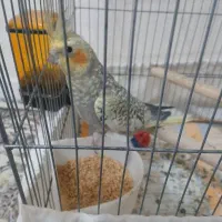 عروس هلندی نر دستی