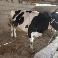 حیوانات مزرعه