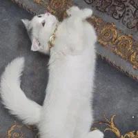 گربه اسکاتیش