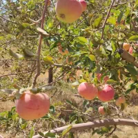 سیب ریز و زیر درختی مناسب سرکه