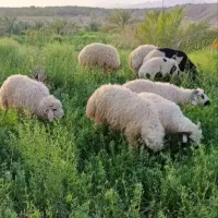 فروش دو تا بره ماده و یک کهره
