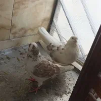 یک جفت کبوتر کفتر نر و ماده