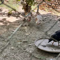 بوقلمون