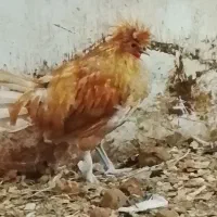 ۲۰ عدد مرغ زیبا