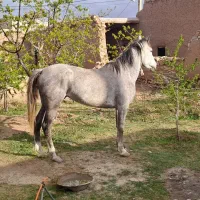 اسب مادیان درشت هیکل