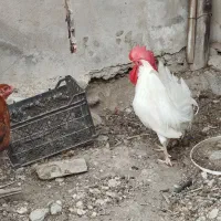 خروس|حیوانات مزرعه|رویدر, |دیوار