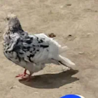 سرور|پرنده|گمیشان, |دیوار