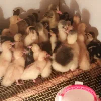 جوجه غاز و اردک خارجی