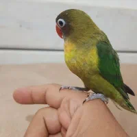 فروش یک عدد کوتوله دستی