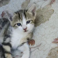 پیشیح