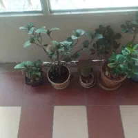دوخواب۹۷ متری تمیز نبوت