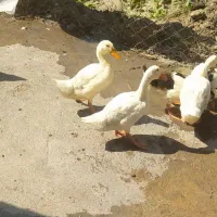اردک