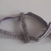 قلاده سگ