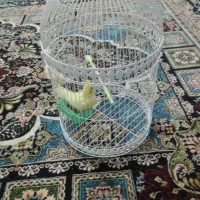 عروس هلندی|پرنده|مشهد, کوی ولیعصر|دیوار