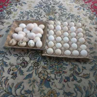 تخم مرغ نطفه دار گلین لری اصل