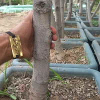 درخت انجیر سیاه مصری ۵ ساله