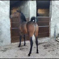 فروش کره نریان دره شور کهر دو ساله
