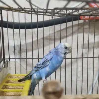 مرغ عشق  ماده