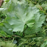 برگ دلمه|خوردنی و آشامیدنی|خلیل آباد, |دیوار