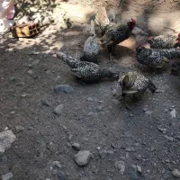 مرغ و خروس سیبرایت زیبا