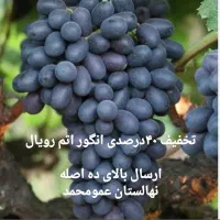 ارقام نهال  انگور ایرانی و وارداتی