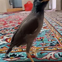 جوجه مینا