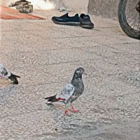 کفتر