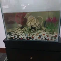 سلام اکواریوم کاملا سالم