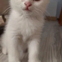 گربه