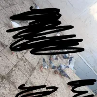 کفتر گمشده