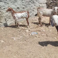 چند عدد نری قربانی