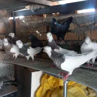 کبوتر طوقی