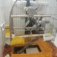 فروش عروس هلندی