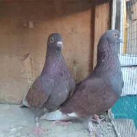کبوتر تهرانی