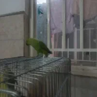 ملنگو ماده مست آماده جوجه کشی
