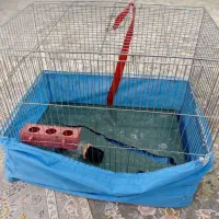 قفس پرنده|لوازم جانبی حیوانات|مسجد سلیمان, |دیوار