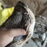 بلدرچین نر