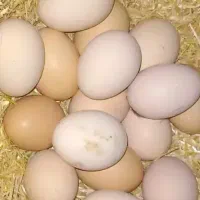تخم‌مرغ