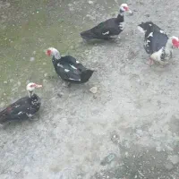 اردک